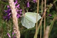 Gonepteryx rhamni