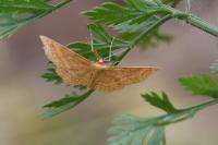 Idaea ochrata