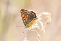 Lycaena tityrus
