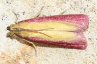 Oncocera semirubella