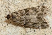 Eudonia mercurella