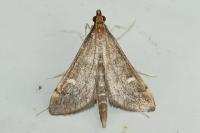 Dolicharthria punctalis