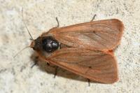 Phragmatobia fuliginosa