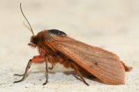 Phragmatobia fuliginosa