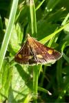 Pyrausta aurata