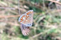 Aricia agestis