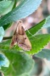 Endotricha flammealis