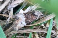Mesoligia furuncula