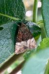 Mesoligia furuncula