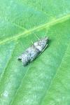 Acrobasis consociella