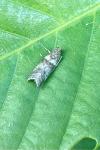 Acrobasis consociella