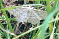 Idaea aversata