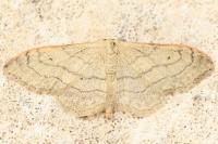 Idaea aversata