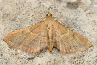 Endotricha flammealis