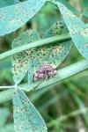Anthophila fabriciana