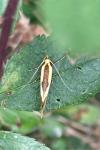 Harpella forficella