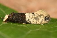 Trichophaga tapetzella