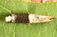 Trichophaga tapetzella