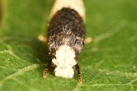 Trichophaga tapetzella