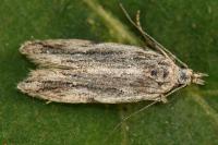 Anarsia innoxiella