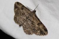 Peribatodes rhomboidaria