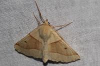 Crocallis elinguaria