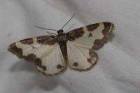 Lomaspilis marginata