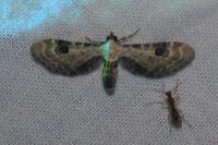 Eupithecia centaureata