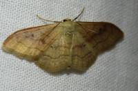 Idaea rubraria