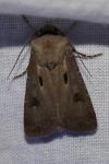 Agrotis exclamationis