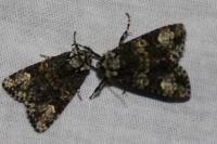 Craniophora ligustri