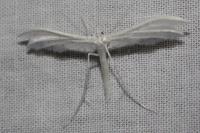 Pterophorus pentadactylus