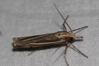Ancylolomia disparalis