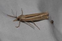 Ancylolomia tentaculella