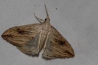 Evergestis forficalis