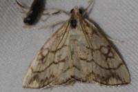 Evergestis pallidata