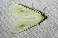 Sitochroa palealis
