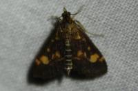 Pyrausta aurata