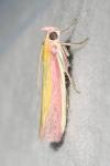 Oncocera semirubella