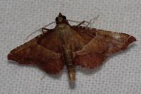 Endotricha flammealis