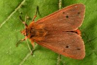 Phragmatobia fuliginosa