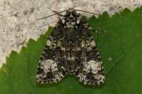 Craniophora ligustri