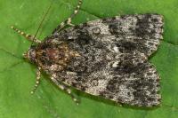 Acronicta rumicis