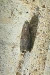 Phycita roborella