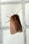 Phragmatobia fuliginosa