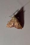 Endotricha flammealis