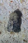 Thaumetopoea pityocampa