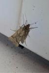 Synaphe punctalis