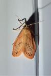 Miltochrista miniata