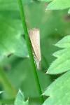 Agriphila straminella